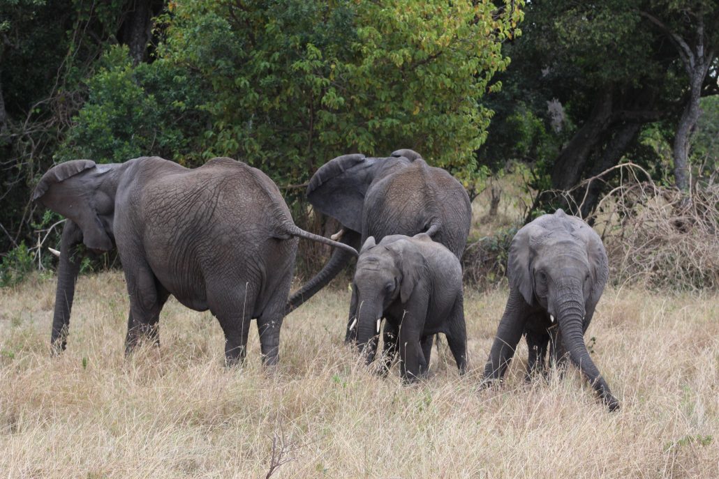 Kenya Safarisinde Filler
