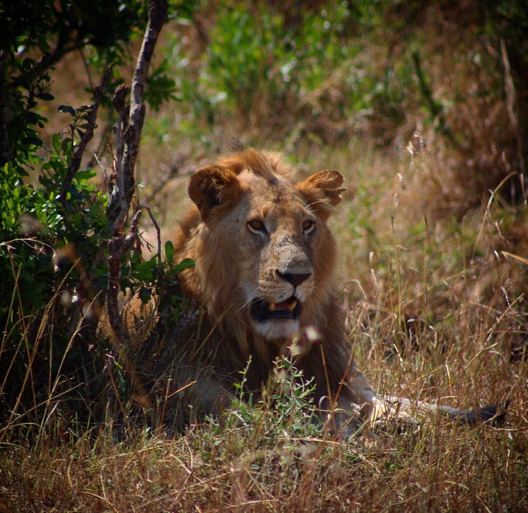 Kenyada safari - arslan